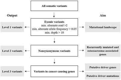 Genomic and Transcriptomic Characterization of Canine Osteosarcoma Cell Lines: A Valuable Resource in Translational Medicine